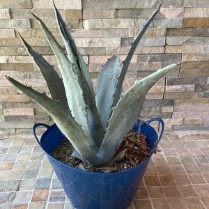 Maguey / agave plant/ landscape decor